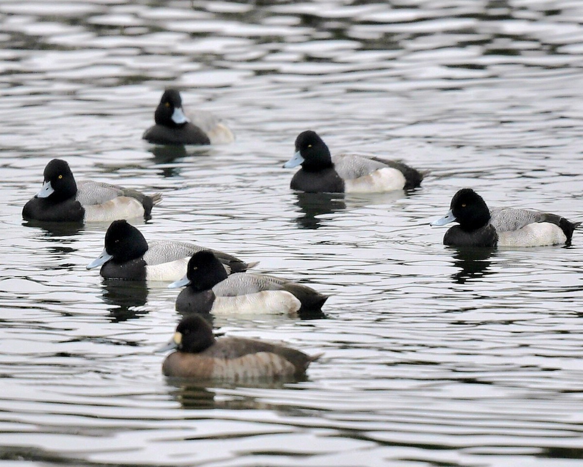 Lesser Scaup - ML647420598
