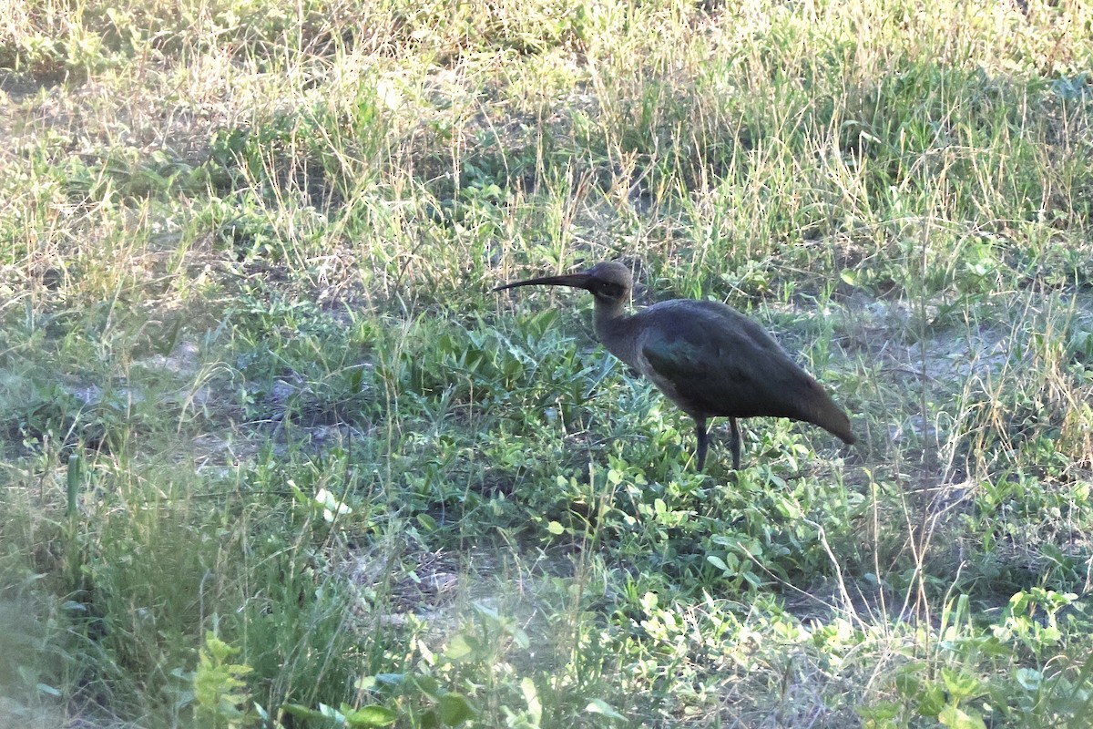 Гагедаш - ML647420601