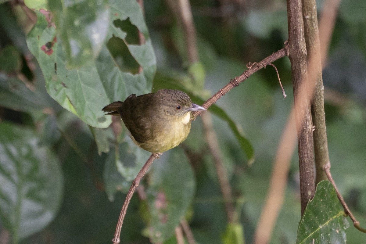 Finsch's Bulbul - ML647420616
