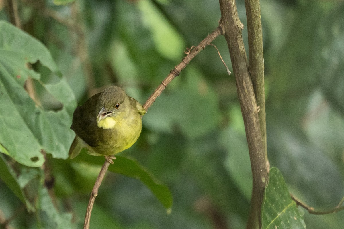 Finsch's Bulbul - ML647420618