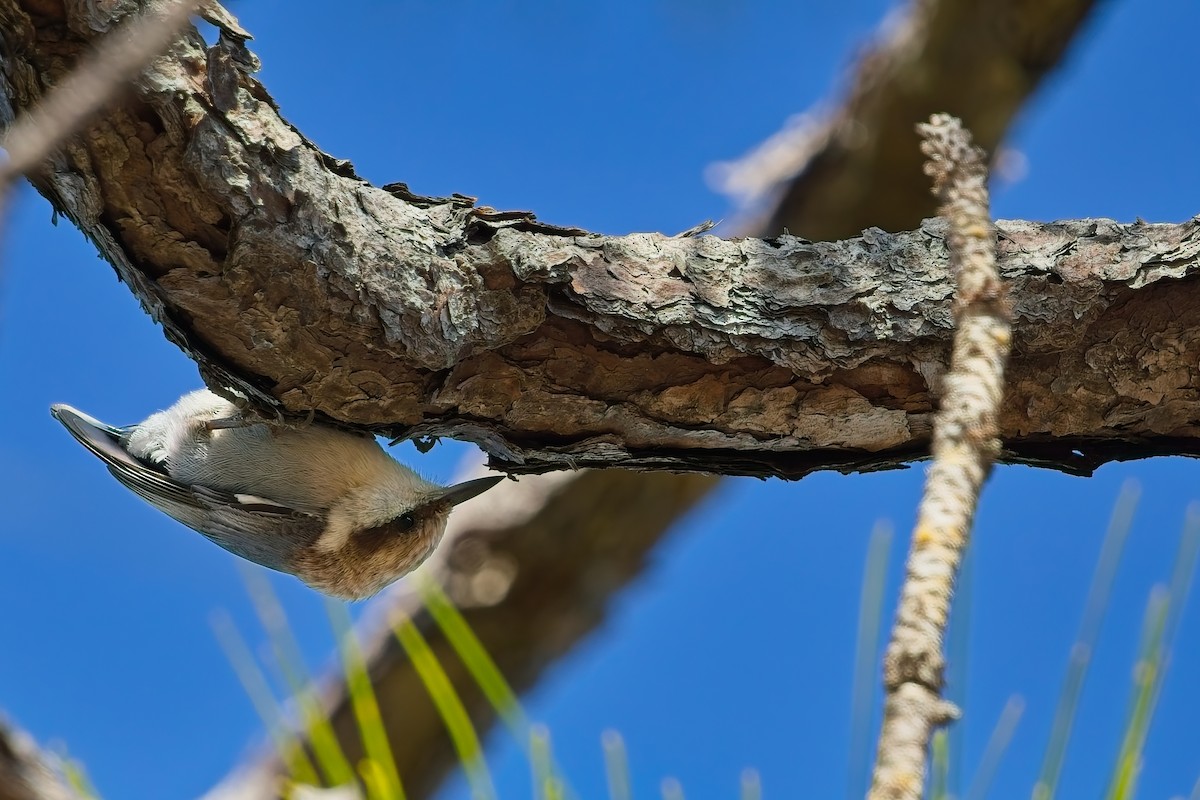 brhlík hnědohlavý - ML647420621