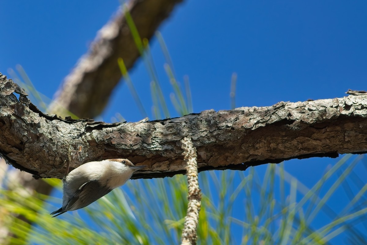 brhlík hnědohlavý - ML647420623