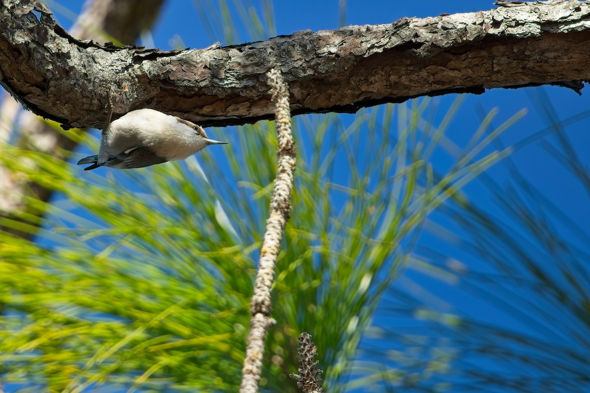 brhlík hnědohlavý - ML647420624