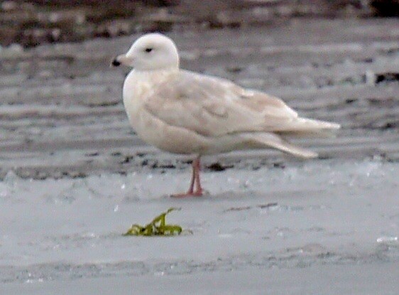 Iceland Gull - ML647420628