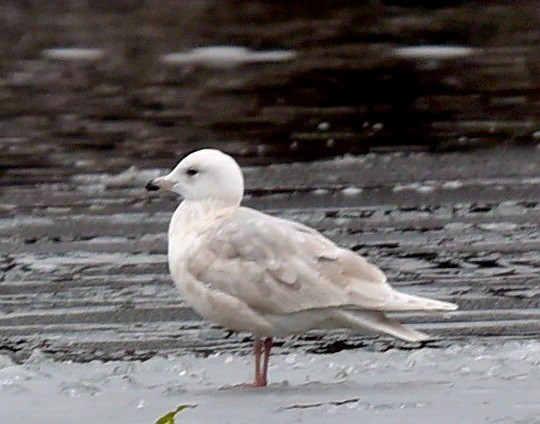 Iceland Gull - ML647420630