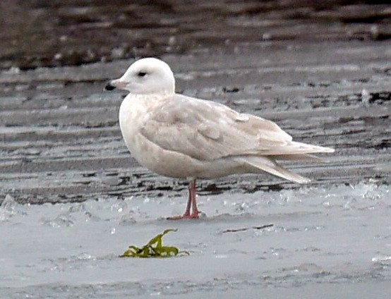 Iceland Gull - ML647420631