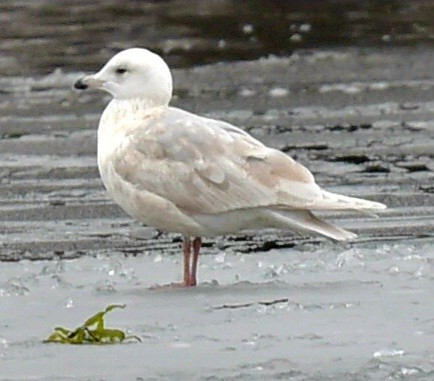 Iceland Gull - ML647420632
