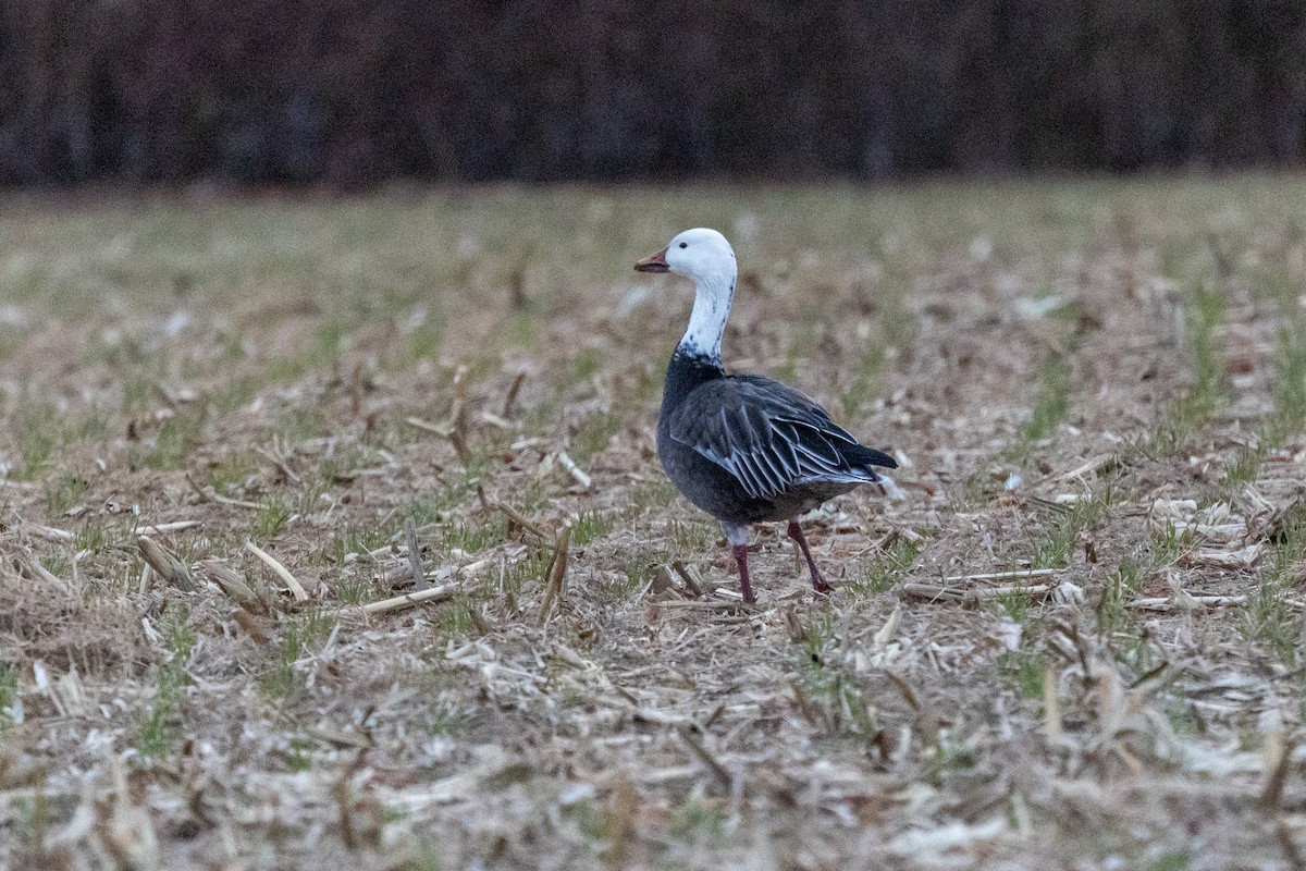 snøgås - ML647420635