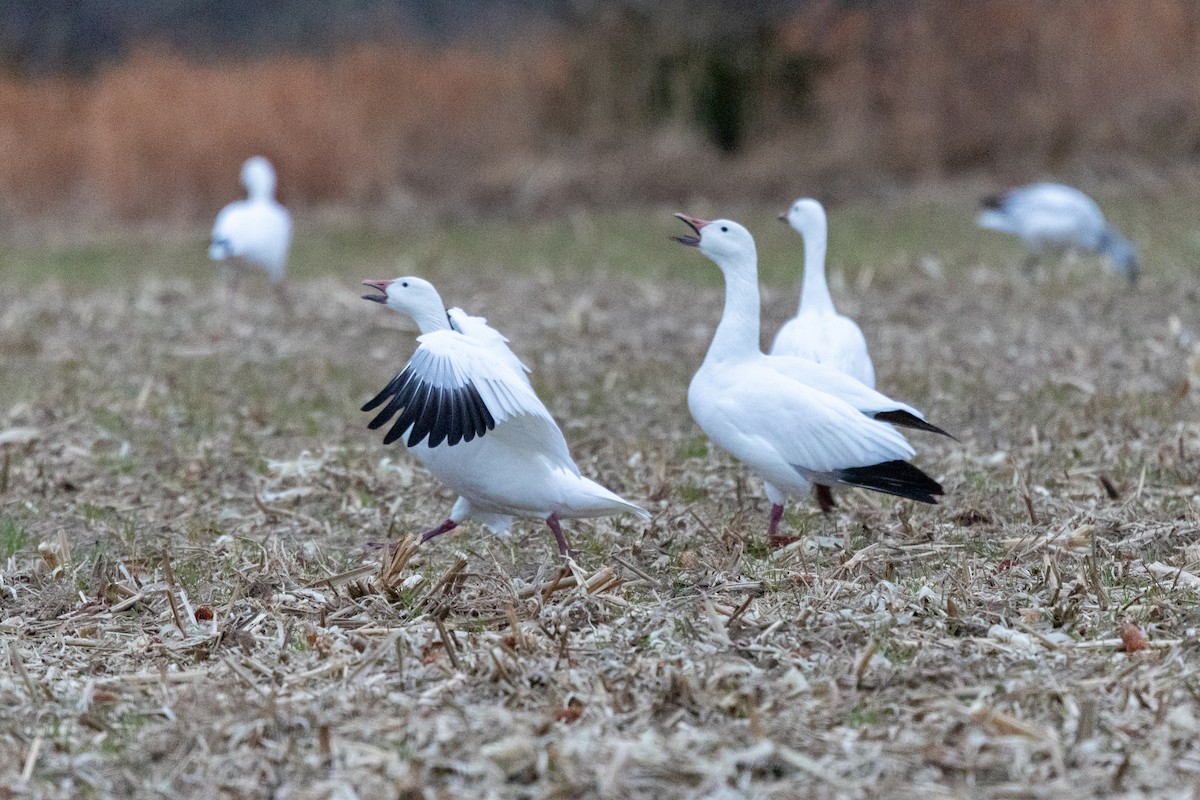 snøgås - ML647420636