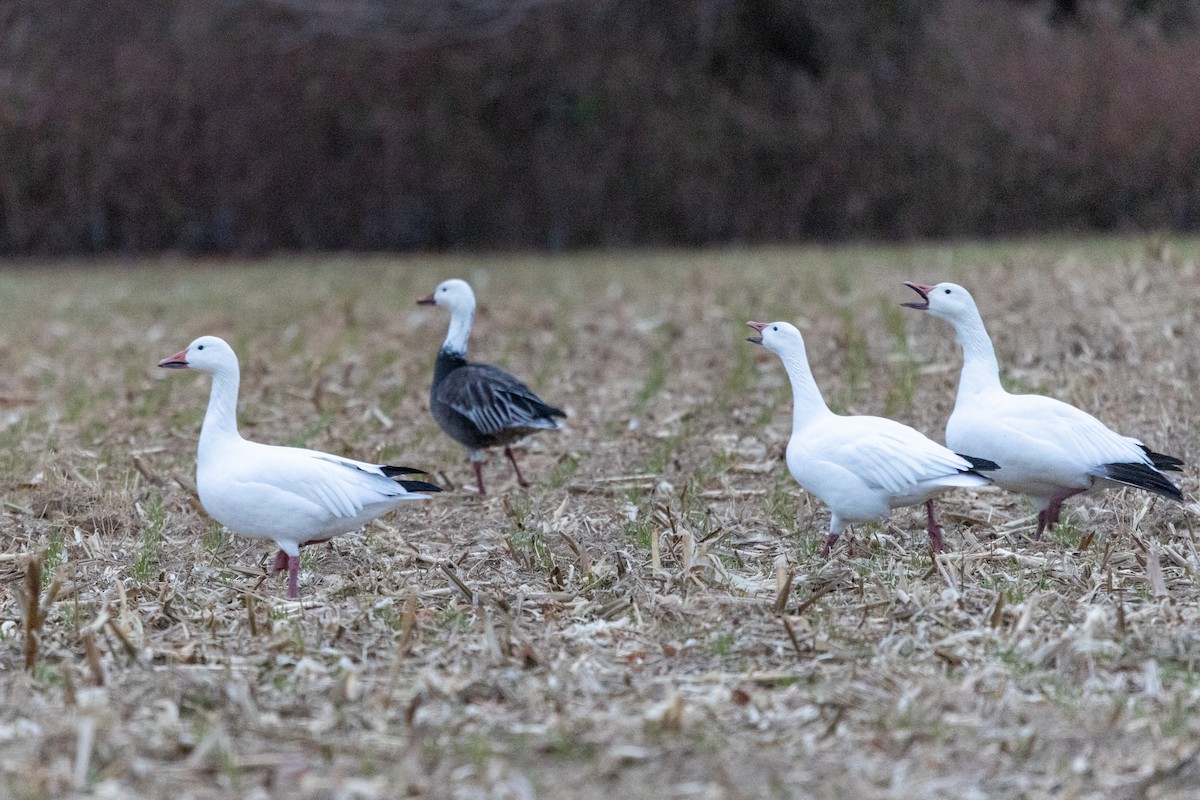 snøgås - ML647420637