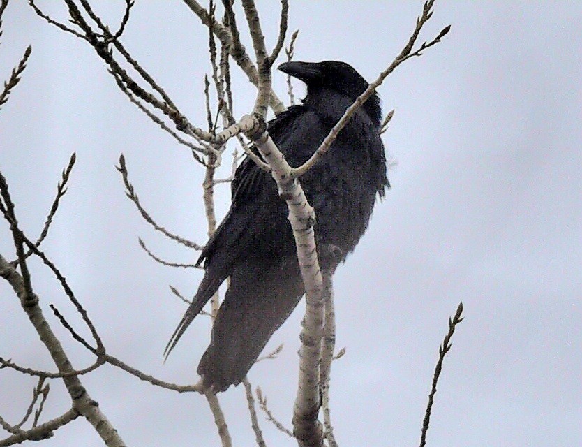 Common Raven - ML647420648