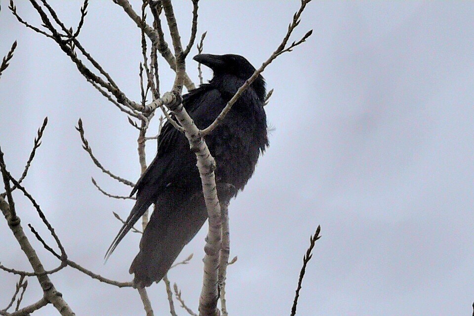 Common Raven - ML647420649