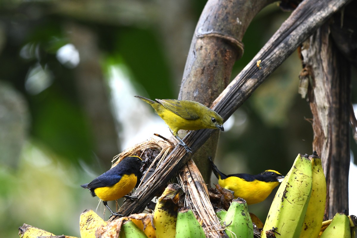 Thick-billed Euphonia - ML647420653