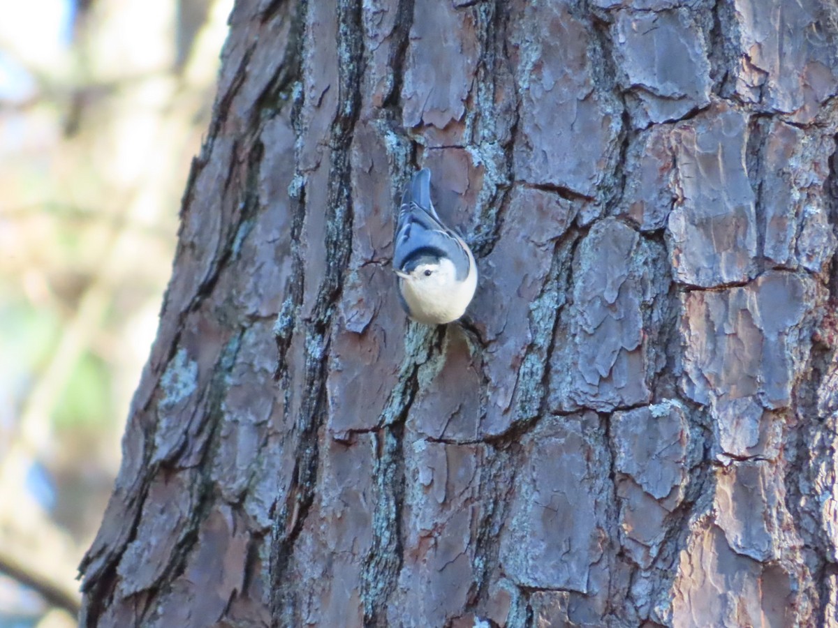 Weißbrustkleiber - ML647420654