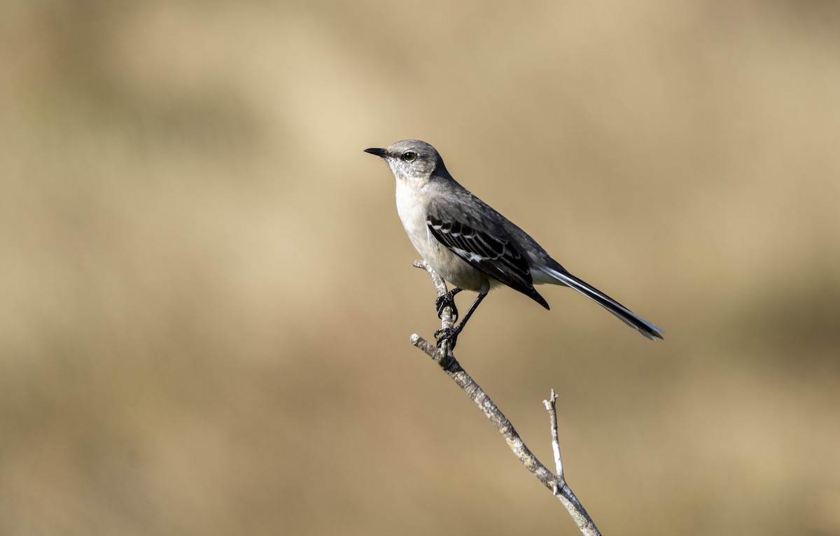 Northern Mockingbird - ML647420655