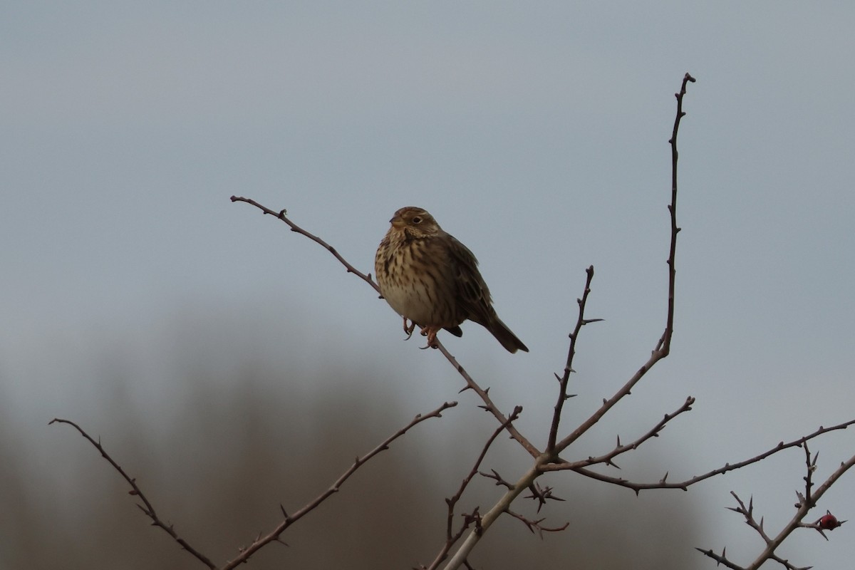 Grauammer - ML647420658