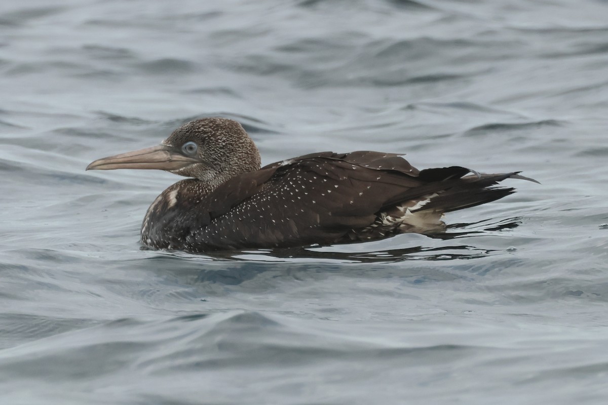 סולה מצויה - ML647420670