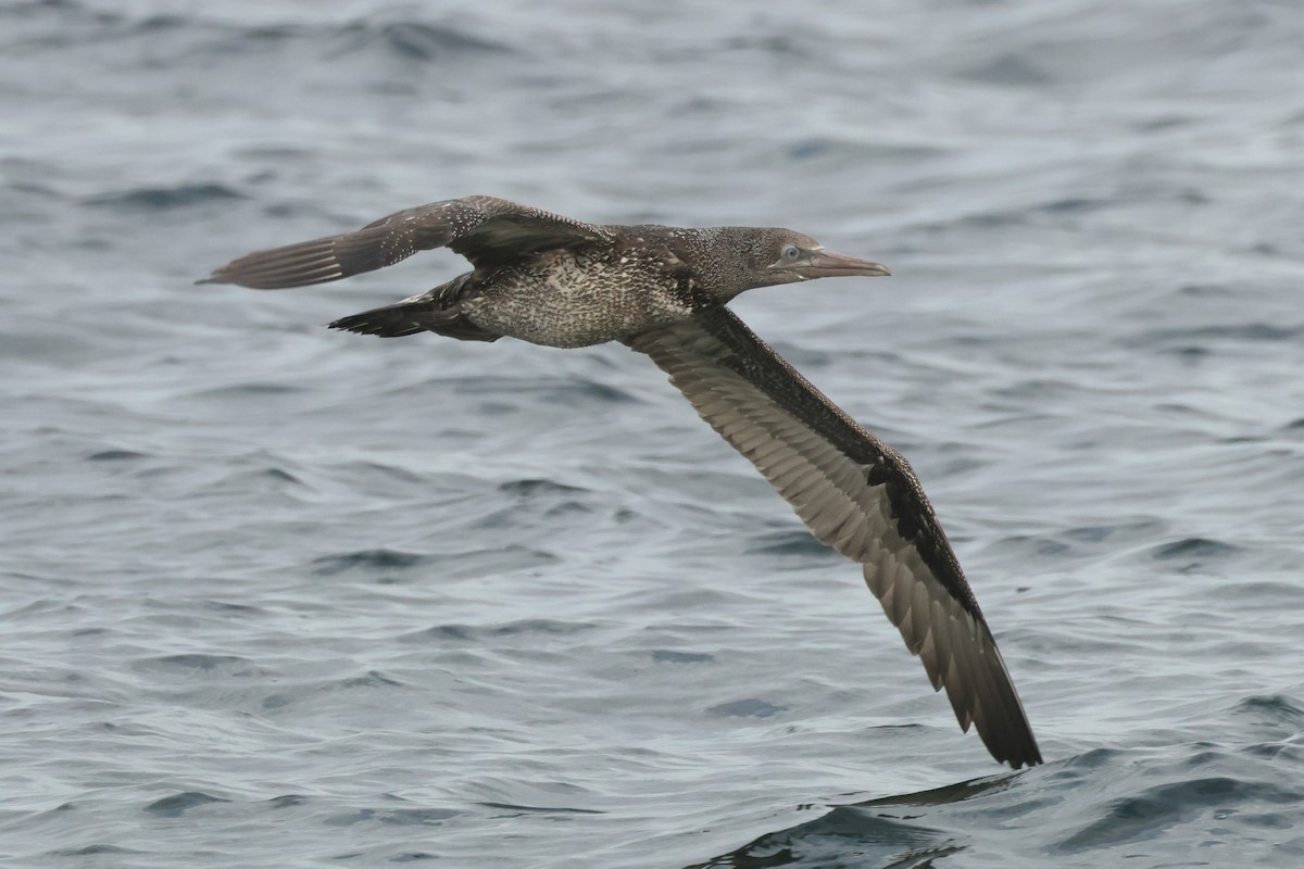 סולה מצויה - ML647420671