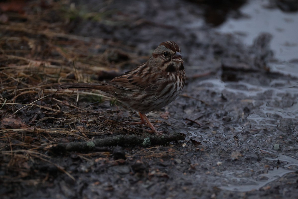 Song Sparrow - ML647420675