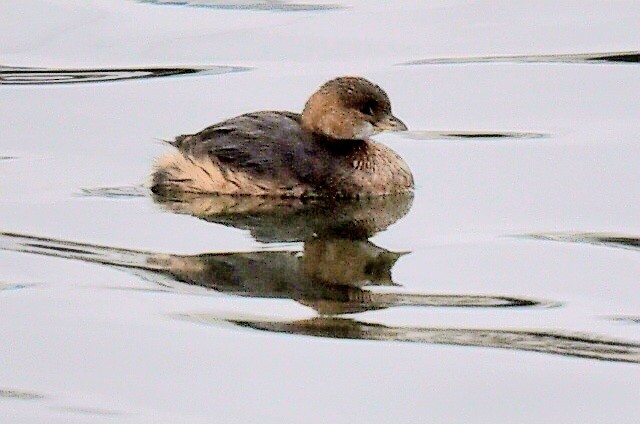 Pied-billed Grebe - ML647420681