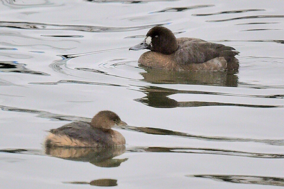 Pied-billed Grebe - ML647420682