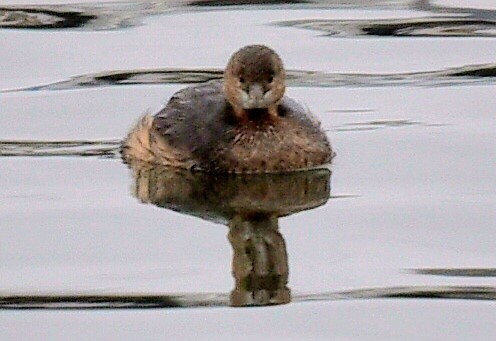 Pied-billed Grebe - ML647420683