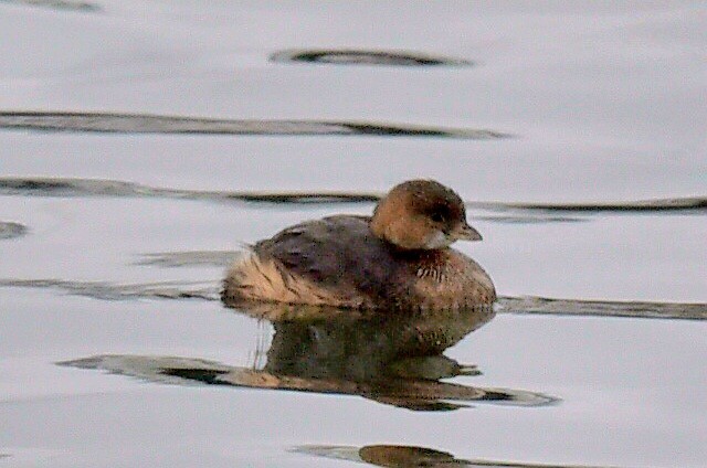 Pied-billed Grebe - ML647420684