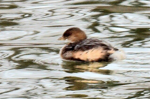 Pied-billed Grebe - ML647420685