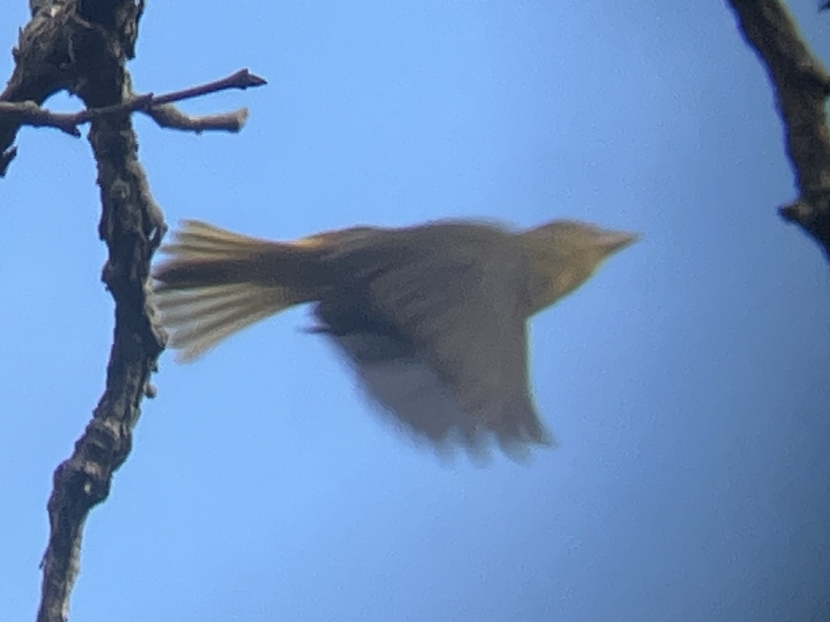 Summer Tanager - ML647420690