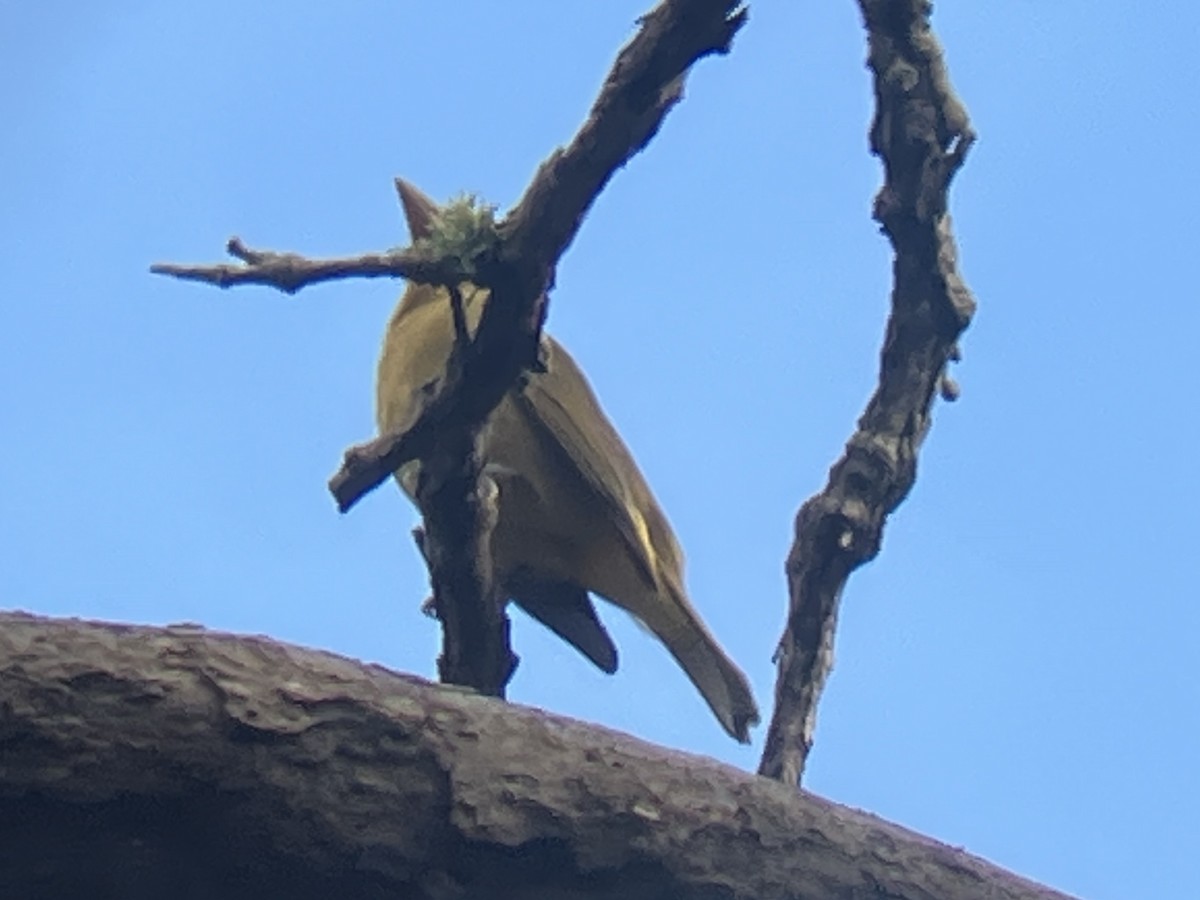 Summer Tanager - ML647420691