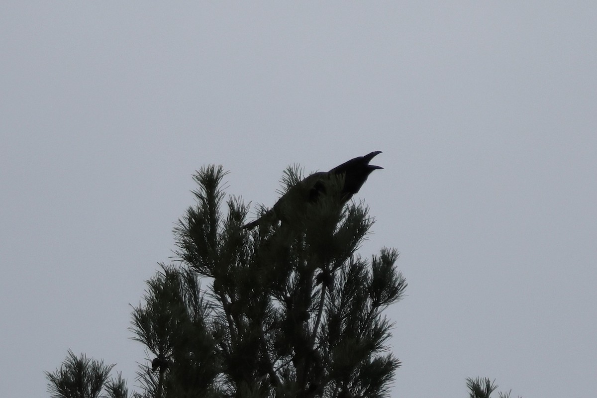 Common Raven - ML647420700