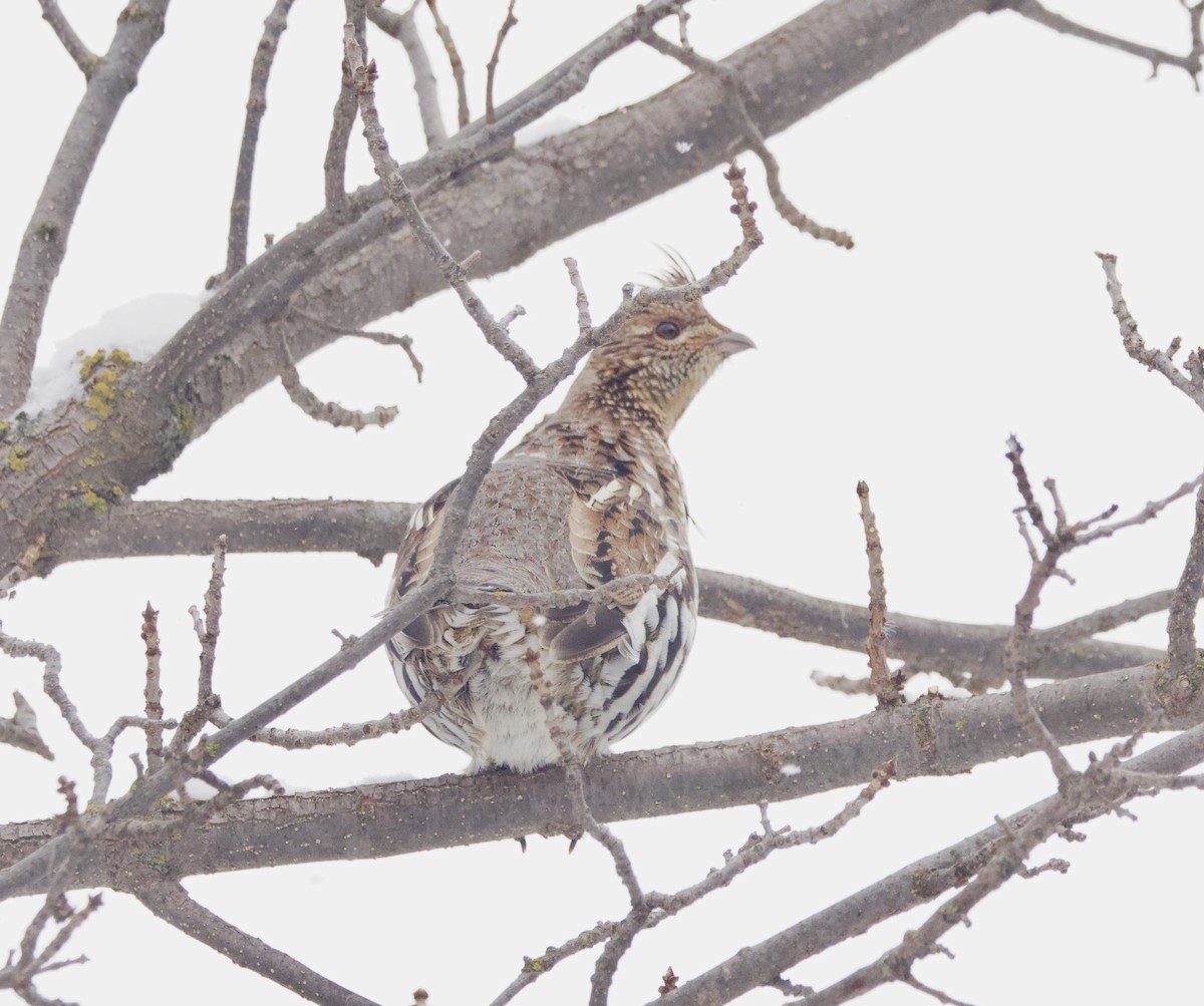 jeřábek kanadský - ML647420712