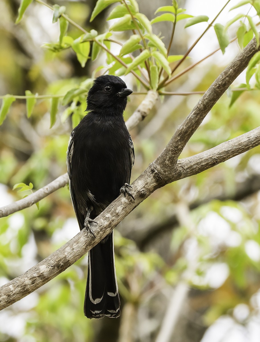 Güneyli Kömürcü Baştankara - ML647420713