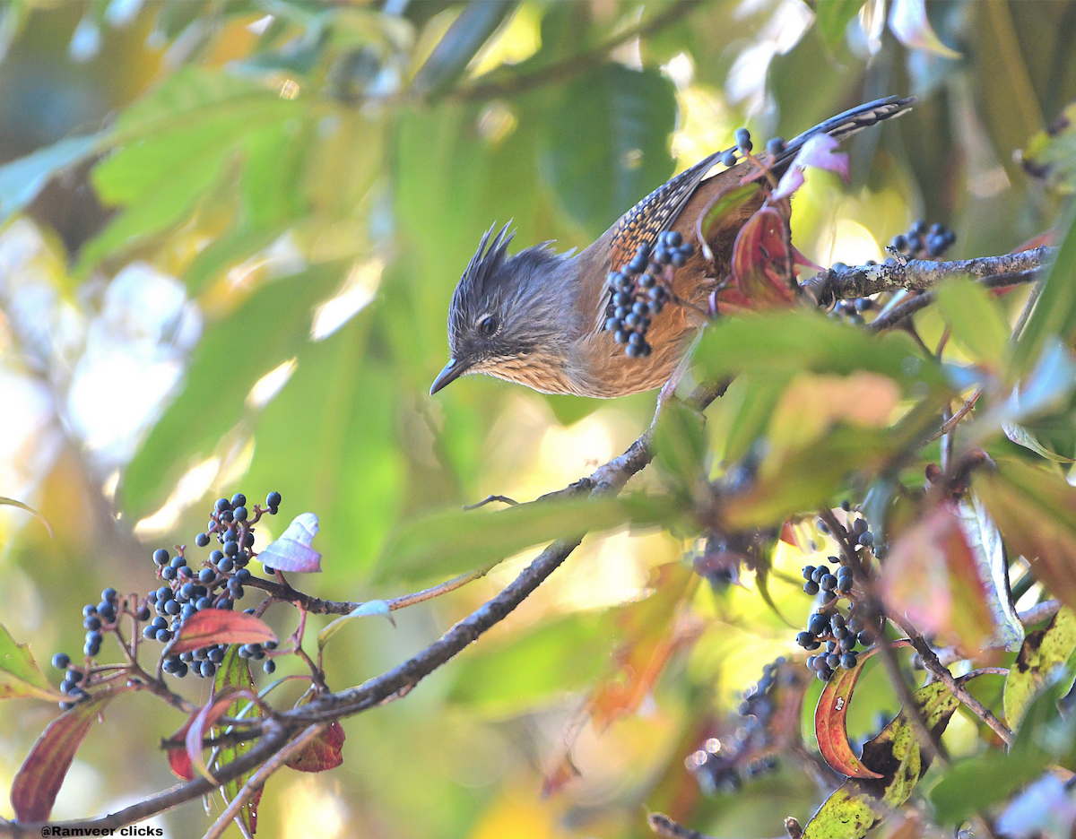 Streak-throated Barwing - ML647420740