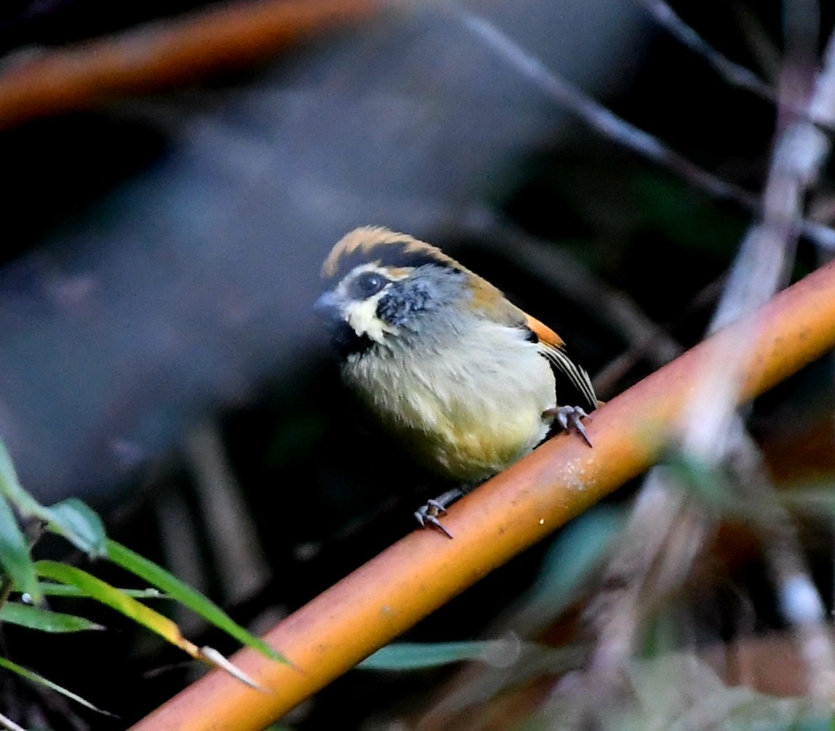 Black-throated Parrotbill - ML647420750
