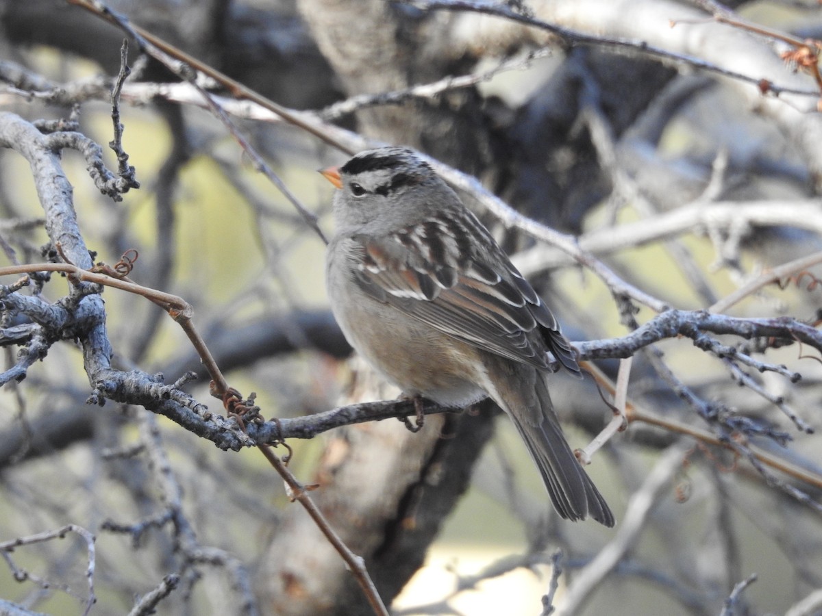 White-crowned Sparrow - ML647420800