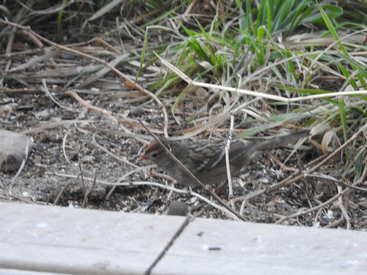 White-crowned Sparrow - ML647420802