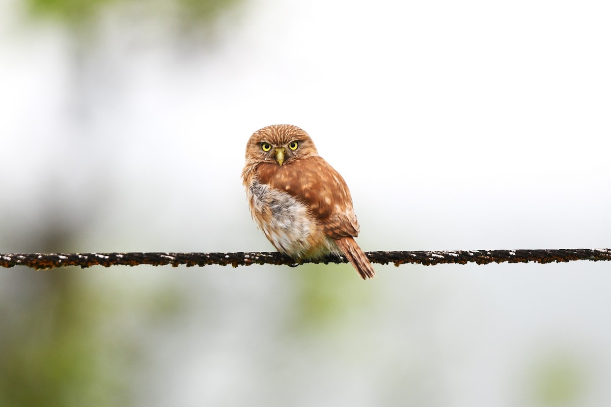 Peruvian Pygmy-Owl - ML647420825