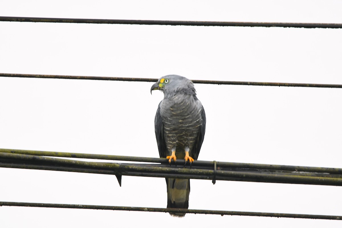 Hook-billed Kite - ML647420834