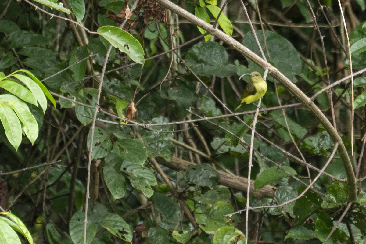 Long-billed Spiderhunter - ML647420862