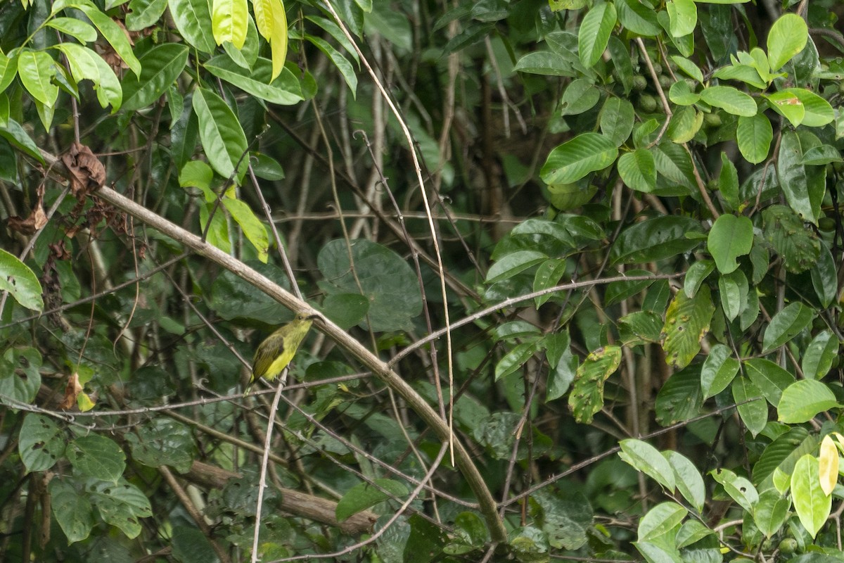 Long-billed Spiderhunter - ML647420863