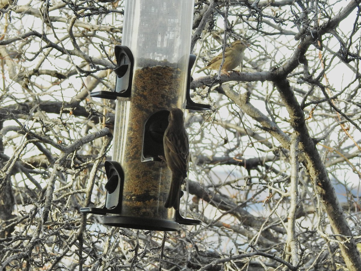 Gorrión Común - ML647420867