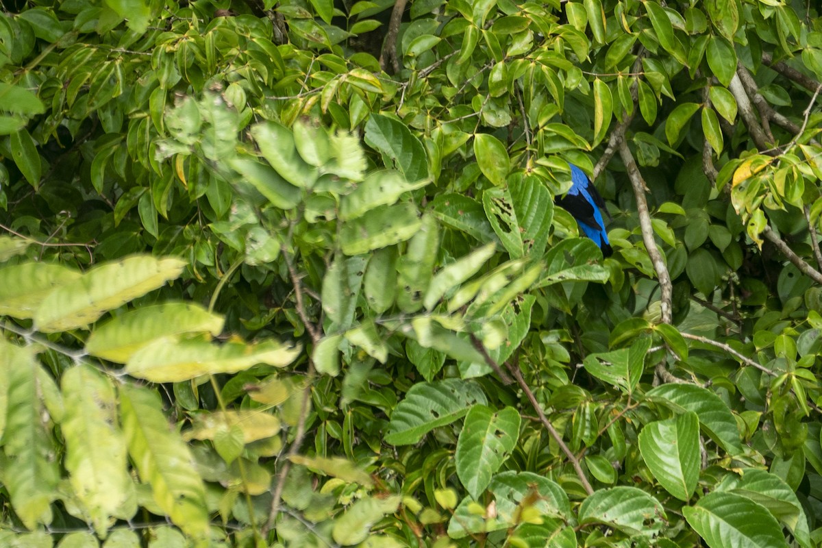 Asian Fairy-bluebird - ML647420868