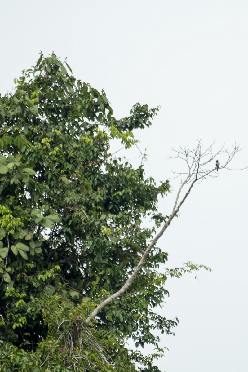 Black-thighed Falconet - ML647420872