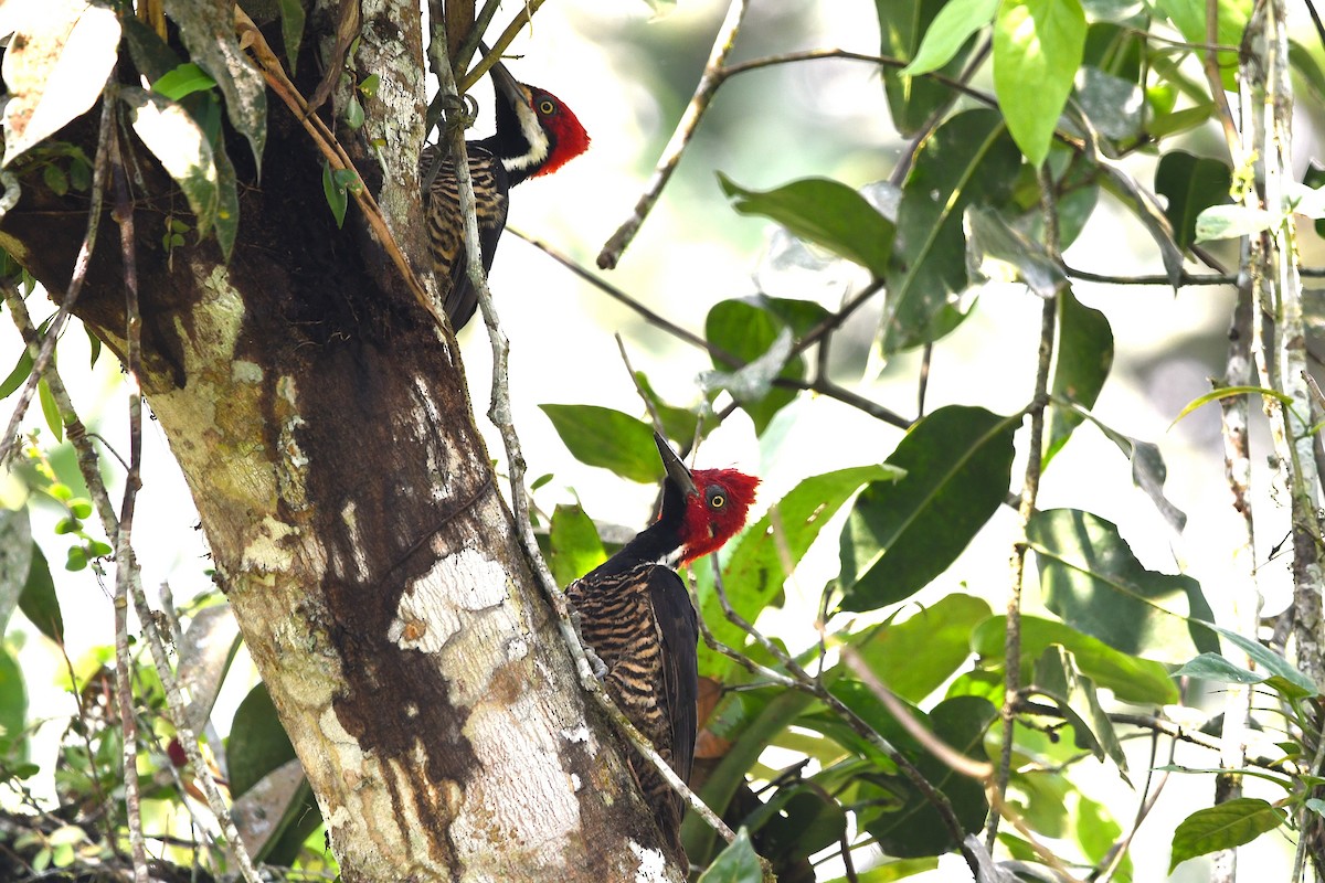 Guayaquil Woodpecker - ML647420873