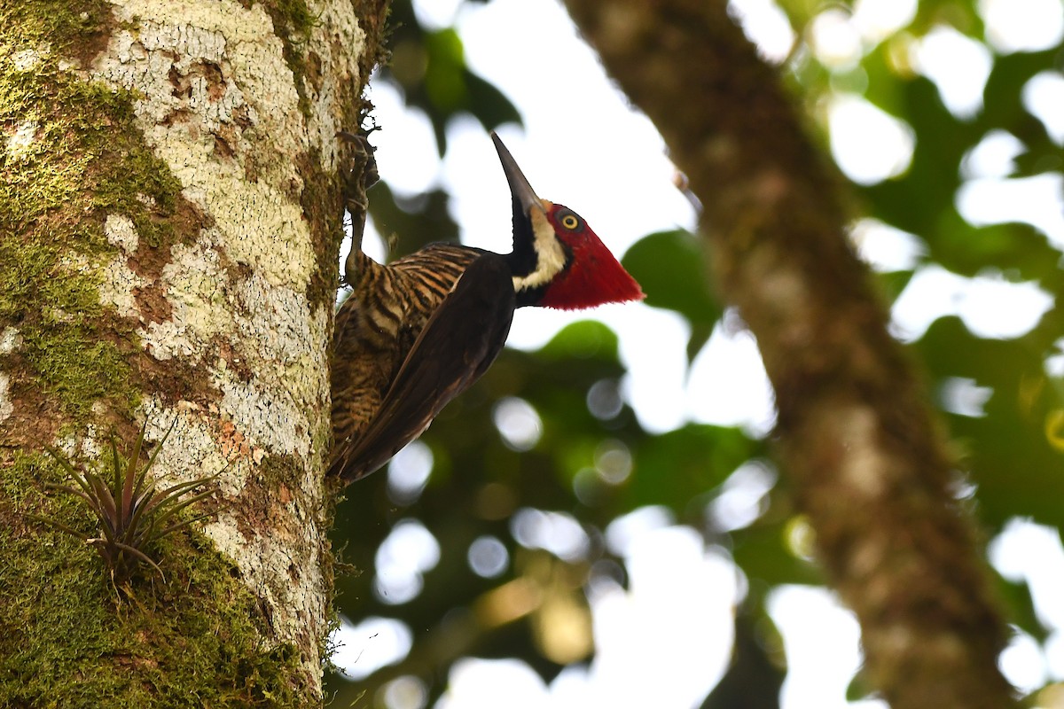 Guayaquil Woodpecker - ML647420880
