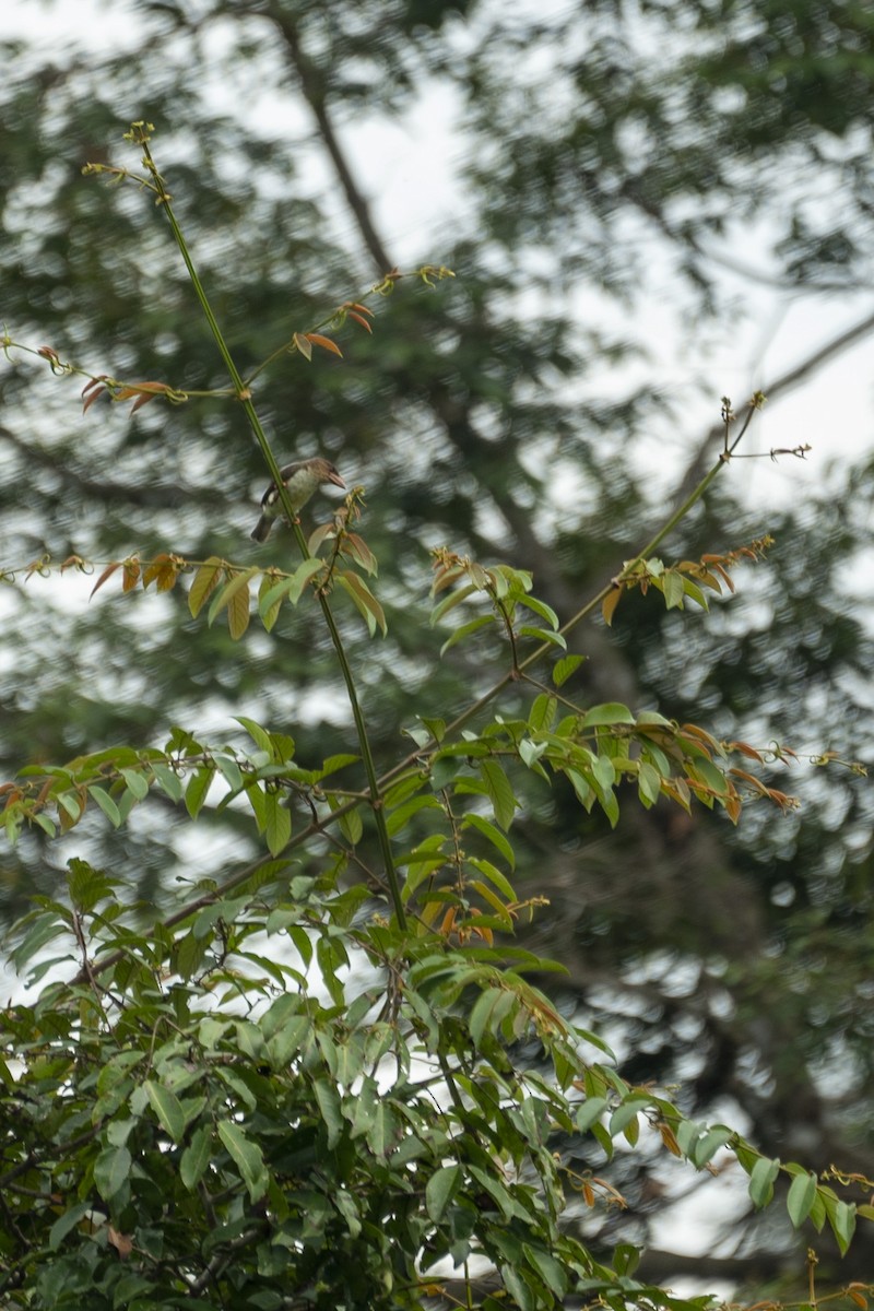 Sooty Barbet - ML647420881