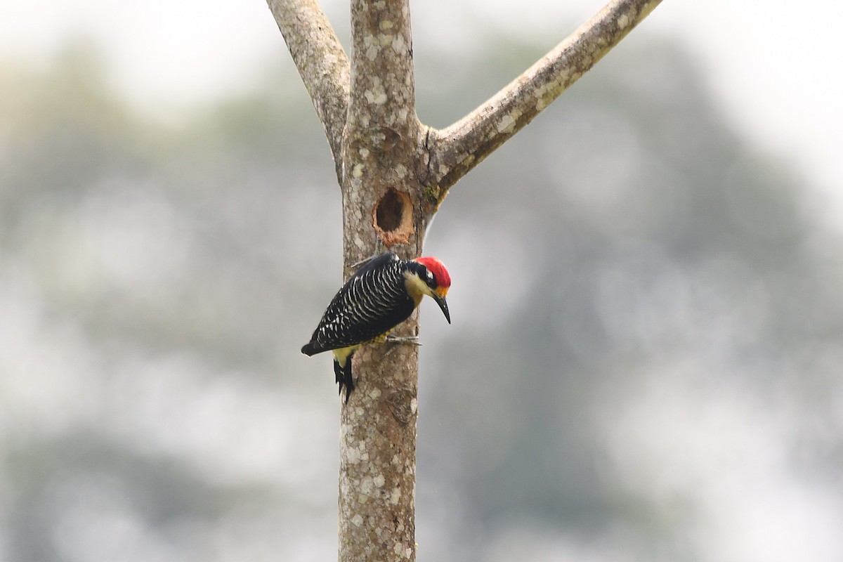 Black-cheeked Woodpecker - ML647420886