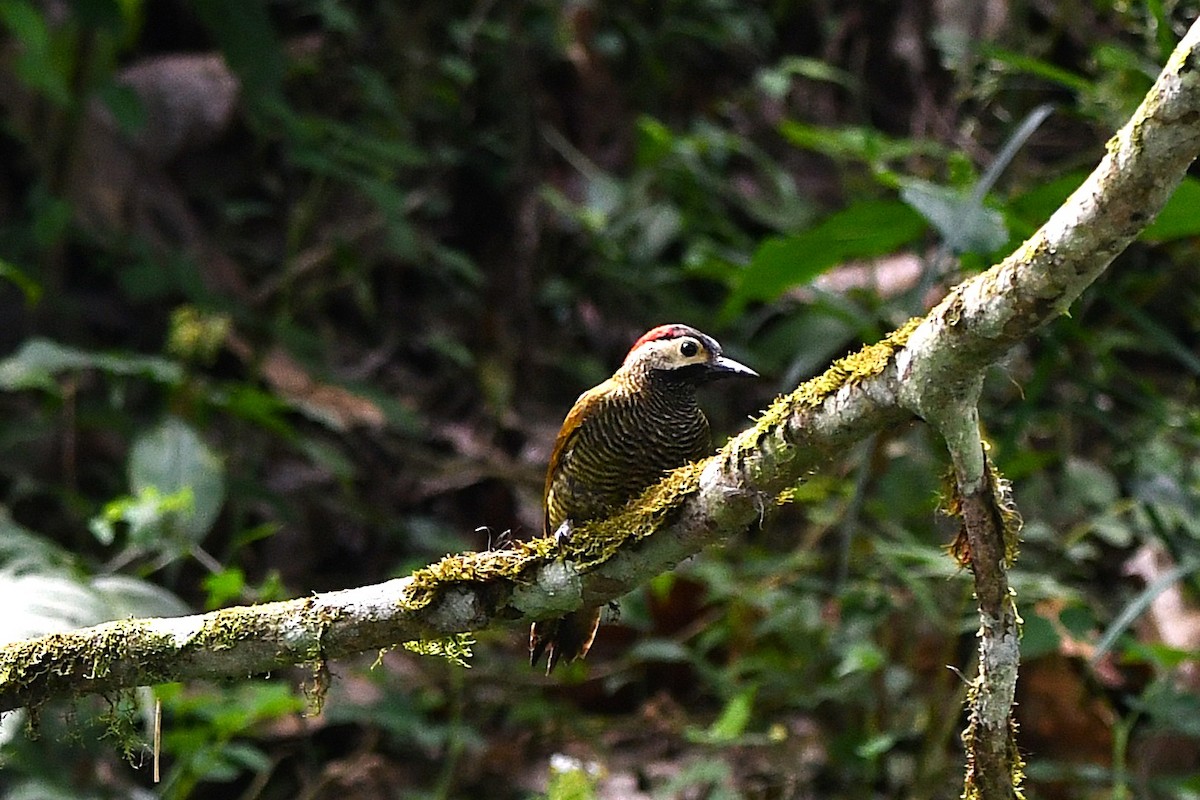 Golden-olive Woodpecker - ML647420895