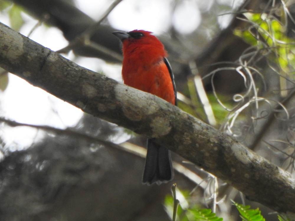 båndpiranga - ML647420898